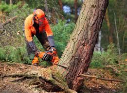 Best Tree Preservation Services  in North Brooksville, FL