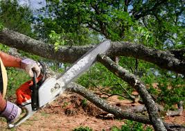 Best Tree Mulching  in North Brooksville, FL