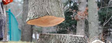 Trusted North Brooksville, FL Tree Services Experts