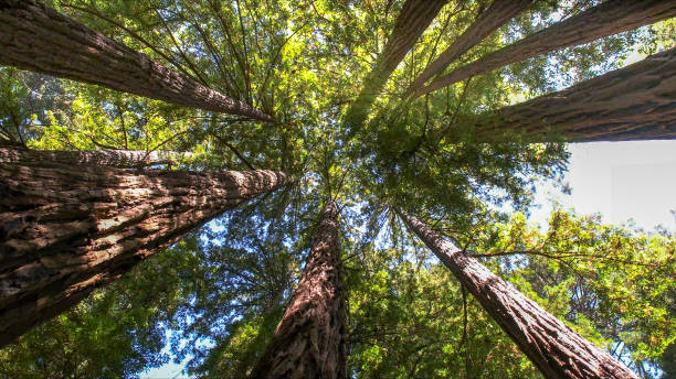Best Tree Health Inspection  in North Brooksville, FL