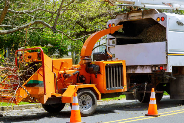 Tree and Shrub Care in North Brooksville, FL