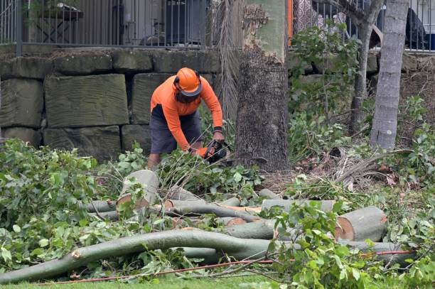 How Our Tree Care Process Works  in  North Brooksville, FL