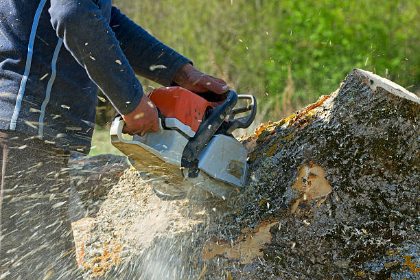 Best Grass Overseeding  in North Brooksville, FL