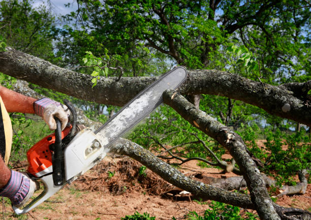 Professional Tree Services in North Brooksville, FL